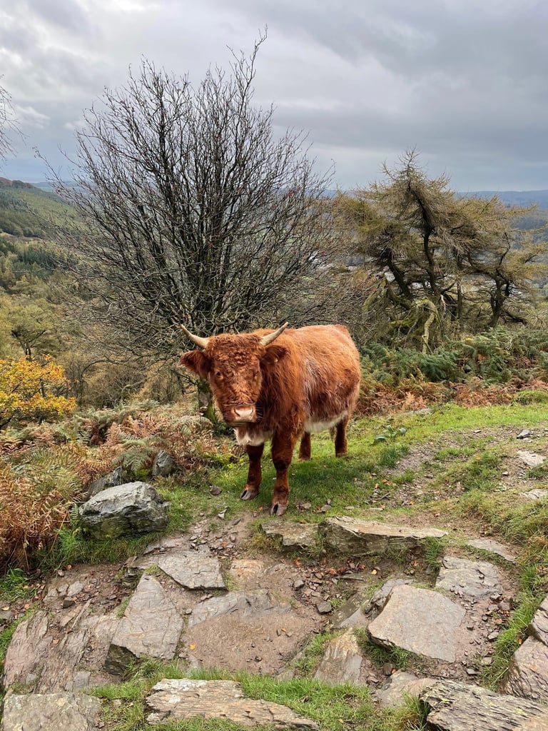 Luing Cow on Gummers How. Cattle on mountain in Lake District