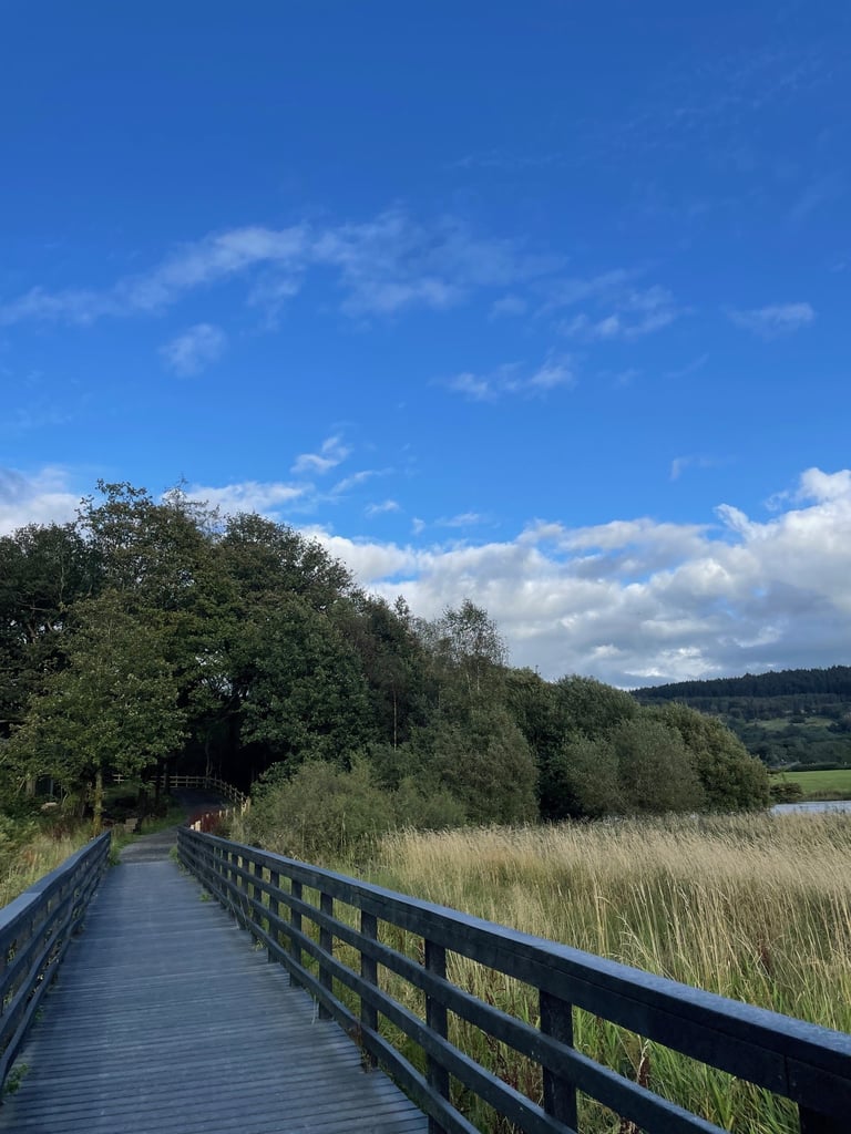 Accesible bridge and path with trees and reeds on the West Windermere Way