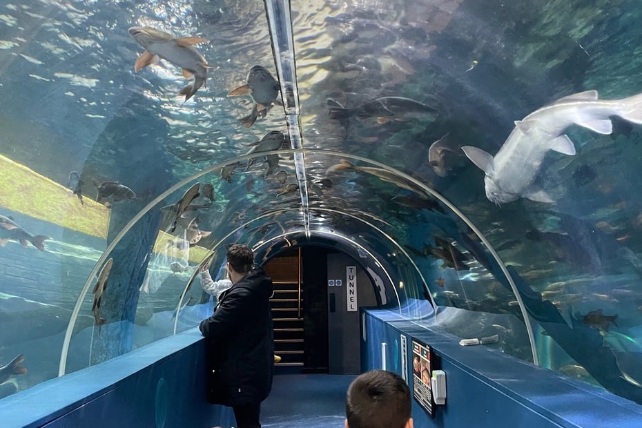 A tunnel of fish and sharks with children looking up at them swimming overhead
