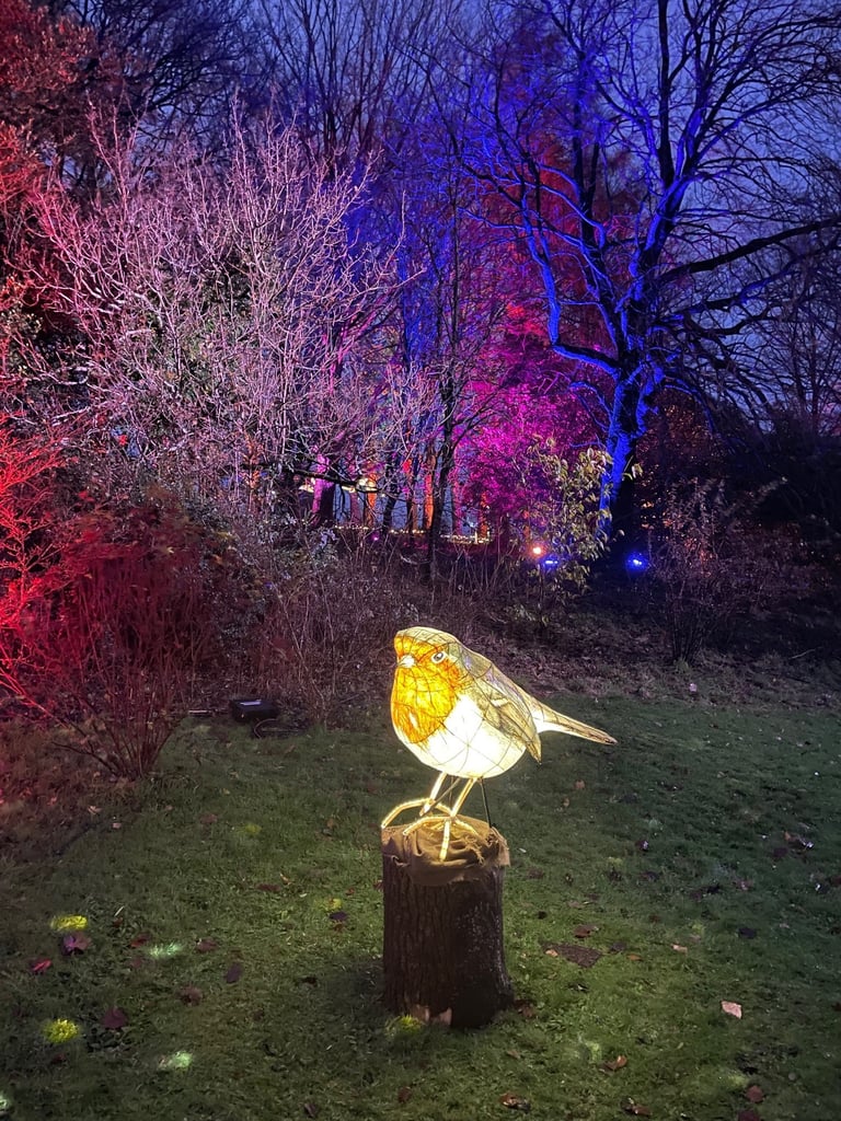 Winter Christmas Lights at Sizergh Castle in the Lakes. A robin in the woodland in the Lake District
