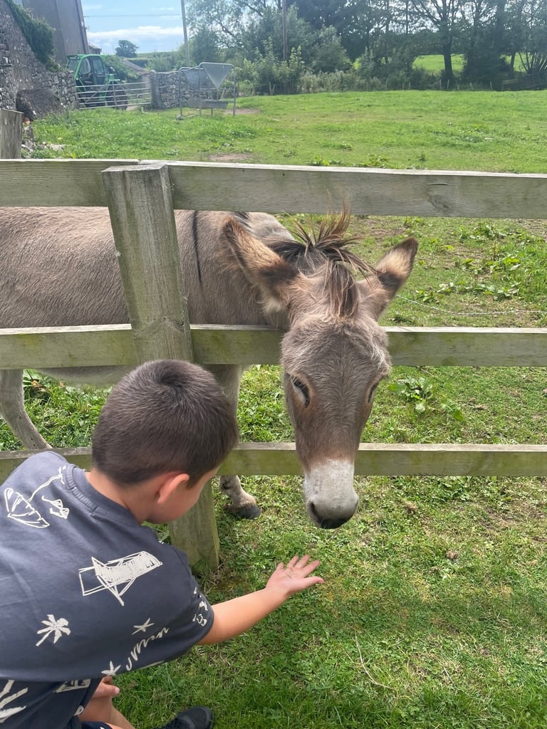 Donkeys which sit in the field around the icecream shop at this family-friendly farm in Cumbria. Perfect on sunny days to sit outside