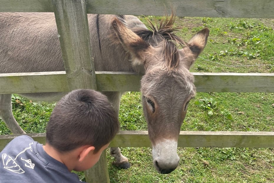 Boy feeding donkey at Wraysholme farm