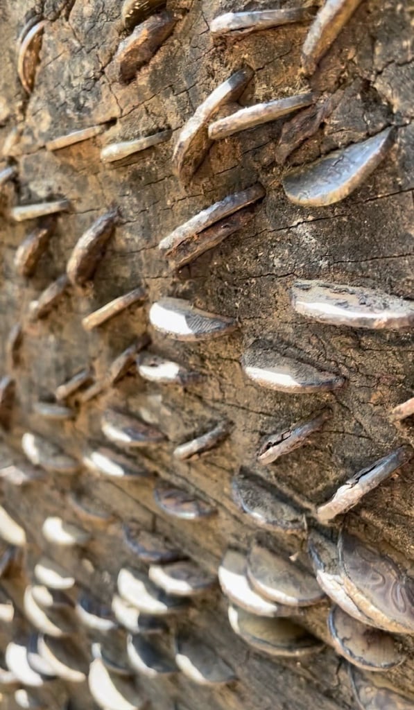 Coin tree in the Lake District near Tarn Hows