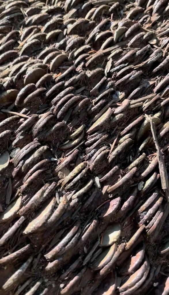 A coin tree by the swan in the Lake District