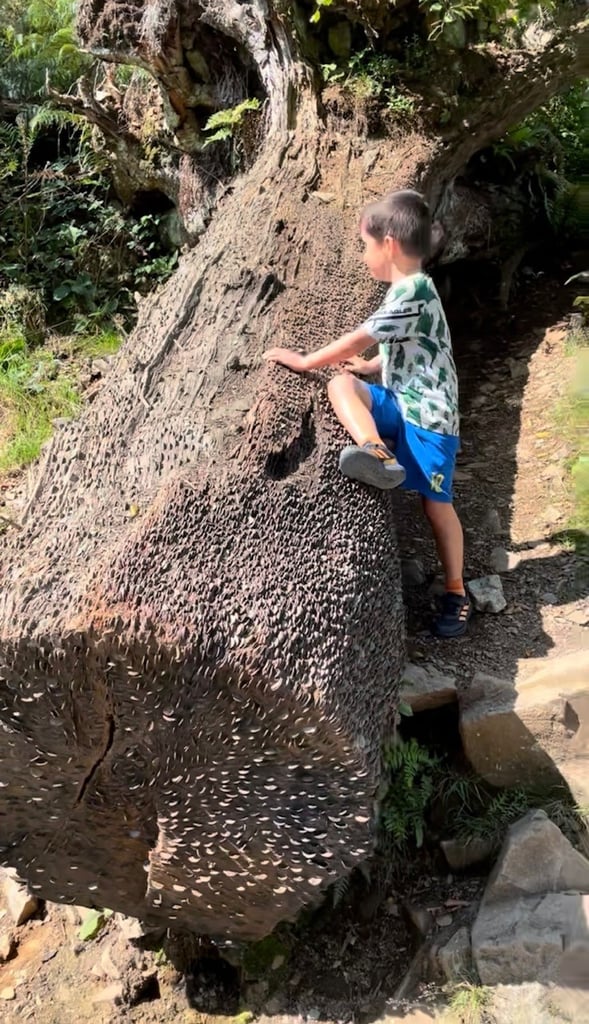 A coin tree by Tarn Hows in the Lake District