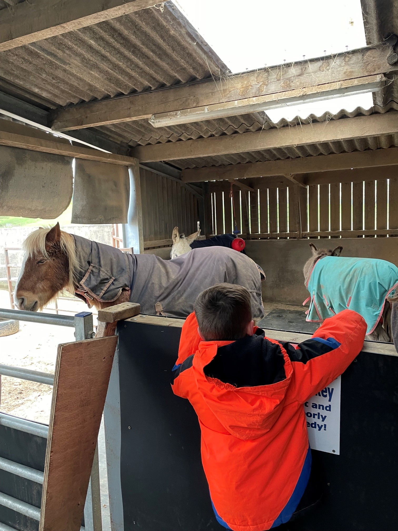 Horses at Lakeland Maze Farm Park, featured in our guide to family activities in the Lake District