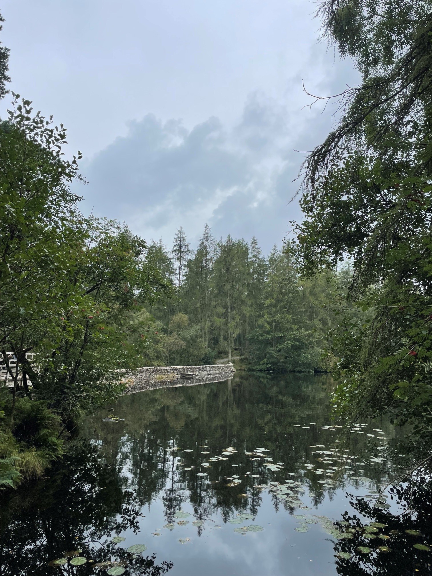 High Dam tarn surrounded by woodland near Finsthwaite in the Lake District
