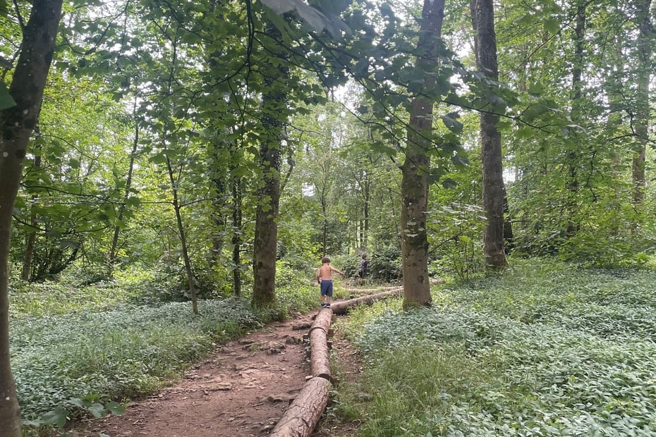 The woodland trail at Sizergh Castle near kendal