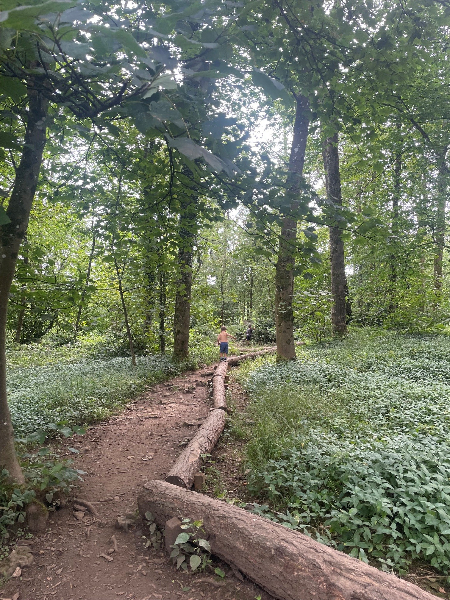 Wooden climbing beam on the Sizergh woodland trail